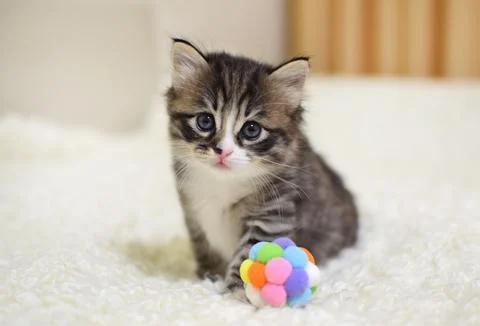 A small, fluffy kitten, 1 month old. A striped Kurilian bobtail with a shor.. Stock Photos