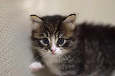 A small, fluffy kitten, 1 month old. A tabby Kurilian Bobtail kitten with a.. Stock Photos