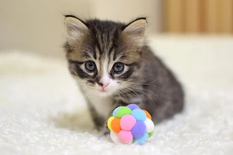A small, fluffy kitten, 1 month old. A striped Kurilian bobtail with a shor.. Stock Photos