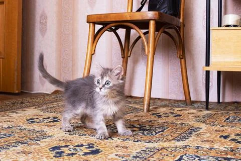 Small fluffy kitten with a curious look Stock Photos