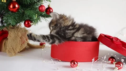 A small fluffy kitten is sitting in a red gift box near a Christmas tree on a wh Stock Footage 258571835