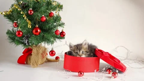 A small fluffy kitten is sitting in a red gift box near a Christmas tree on a wh Stock Footage 258571838