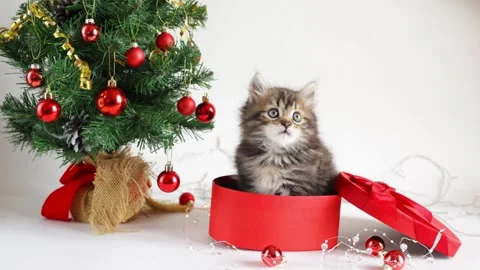 A small fluffy kitten is sitting in a red gift box near a Christmas tree on a wh Stock Footage 258571852