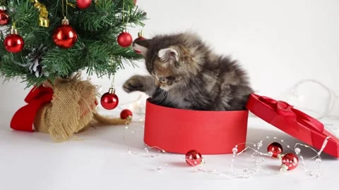 A small fluffy kitten is sitting in a red gift box near a Christmas tree on a wh Stock Footage 258571882