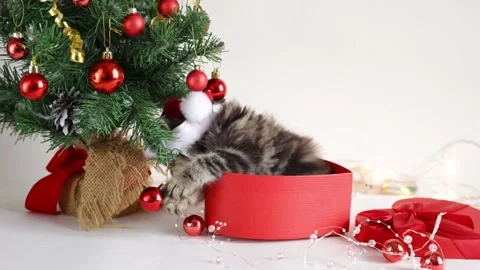 A small fluffy kitten is sitting in a red gift box near a Christmas tree Video stock 258571920