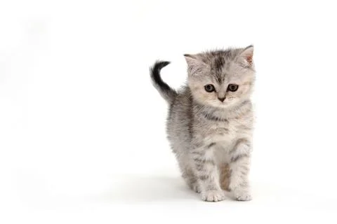 Small fluffy kitten on a white background Stock Photos