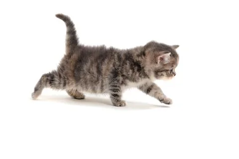 Small fluffy kitten on a white background Stock Photos