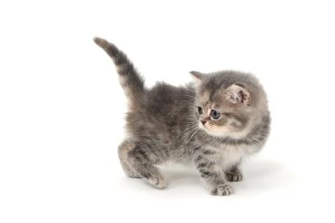 A small fluffy kitten on a white isolated background Stock Photos