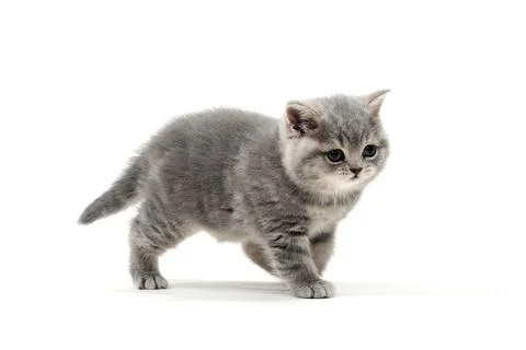 A small fluffy kitten on a white isolated background Stock Photos