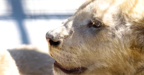 Small fluffy lion cubs Stock Footage 91401756