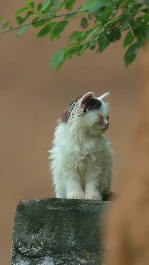 A small, fluffy, longhaired kitten with an eye injury sitting on a stone Stock-Footage 336033337