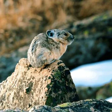 Small fluffy mountain pika sunbathing on a boulder during golden hour light Stock Photos