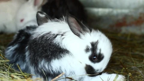 A small fluffy multicolored Stock Footage 127244793