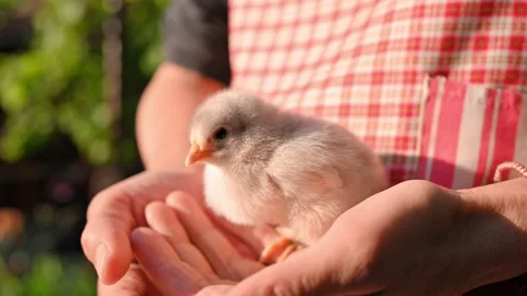 Small fluffy newborn chick in female hands close-up. Farmer girl in plaid apron Stockbeeldmateriaal 206029068