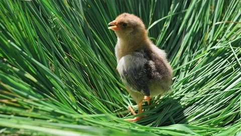 Small fluffy newborn chick stands on the green grass in the farm. Baby chickens Видео 196161431