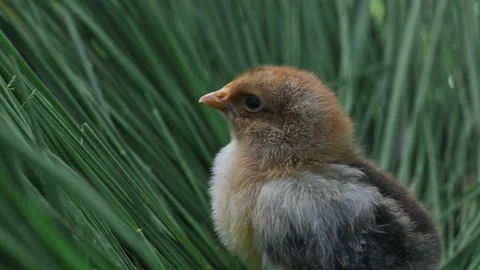 Small fluffy newborn chick stands on the green grass in the farm. Baby chickens Stock Footage 196161523