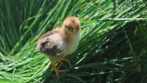Small fluffy newborn chick stands on the green grass in the farm. Baby chickens Stockbeeldmateriaal 196191394