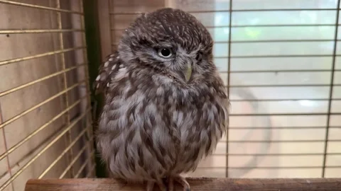 A small, fluffy owl with speckled feathers sits calmly on a perch inside a cage Stock Footage 310627680
