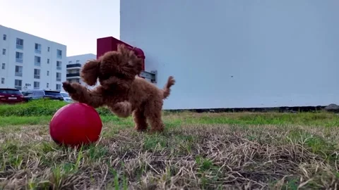 Small fluffy poodle dog playing with ball outdoor in the backyard Stock-Footage 284839952