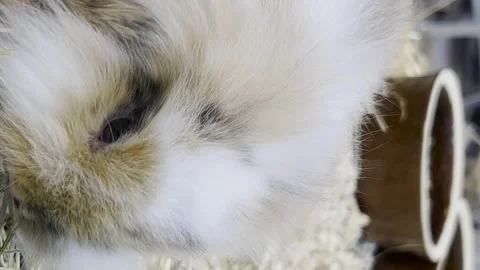 A small fluffy rabbit with big ears is looking at the camera. Fluffy pets Stock-Footage 250127288
