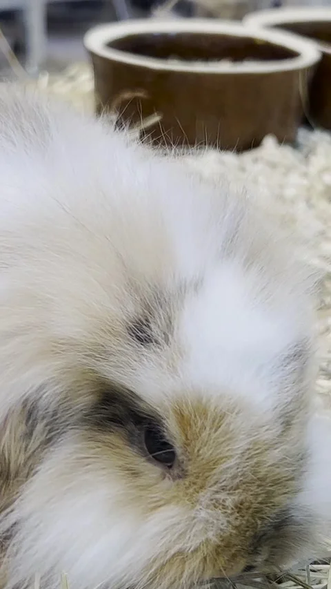 A small fluffy rabbit with big ears is looking at the camera. Fluffy pets Vídeo Stock 250387241