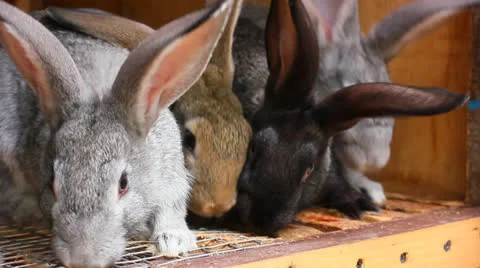 Small fluffy rabbits Stock Footage 24868230