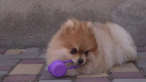 A small fluffy red dog chews a plastic toy on the street Stock Footage 282517016