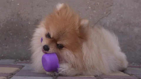 A small fluffy red dog chews a plastic toy on the street Stock Footage 283081026