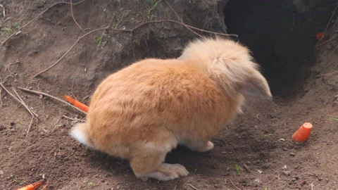 A small fluffy red rabbit digs in the ground. Easter bunnyr Stock Footage 156228700