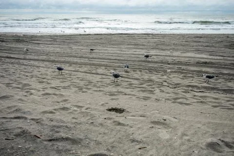 A Small Fluffy Seagull on the Beach Stock Photos