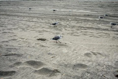 A Small Fluffy Seagull on the Beach Stock Photos