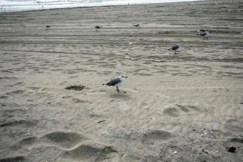 A Small Fluffy Seagull on the Beach Stock Photos