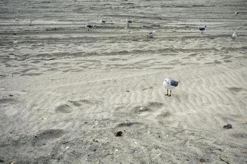 A Small Fluffy Seagull on the Beach Stock Photos