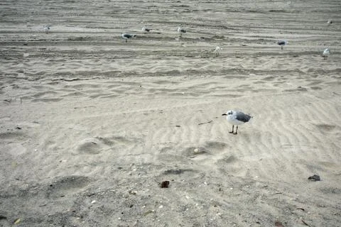 A Small Fluffy Seagull on the Beach Stock Photos