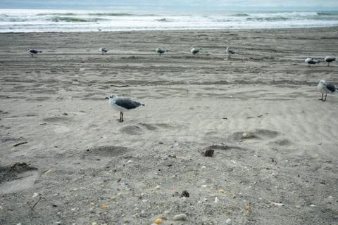 A Small Fluffy Seagull on the Beach Stock Photos