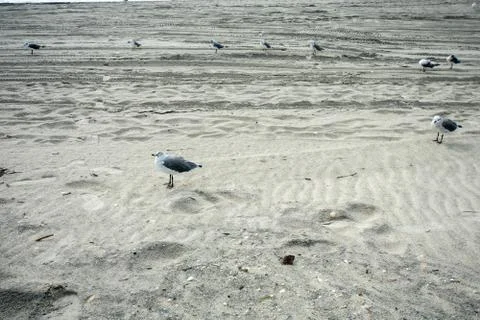 A Small Fluffy Seagull on the Beach Stock Photos
