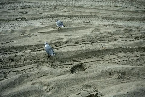 A Small Fluffy Seagull on the Beach Stock Photos