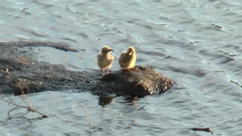 Small fluffy seagull chicks on a small island of the lake. Video stock 169309510