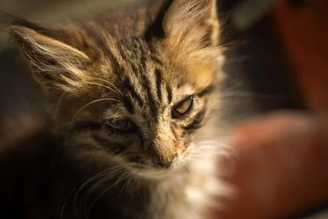 A small fluffy tabby cat poses for the camera and looks Stock Photos