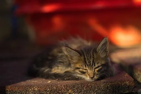 A small fluffy tabby cat poses for the camera and looks Stock Photos