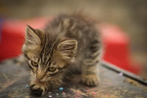 A small fluffy tabby cat poses for the camera and looks Stock Photos