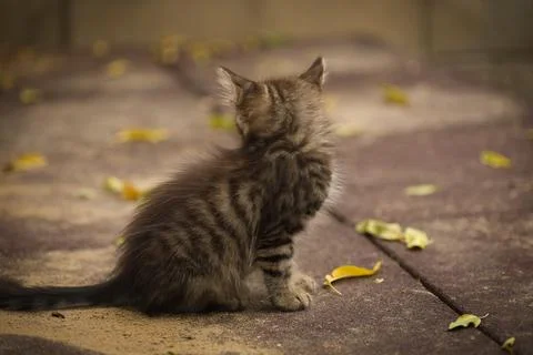 A small fluffy tabby cat poses for the camera and looks Stock Photos