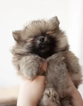 A small, fluffy, two-month-old Pomeranian puppy closed his eyes. He is being Foto stock