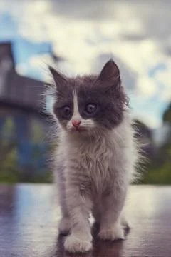Small fluffy white and gray kitten Stockfoto's