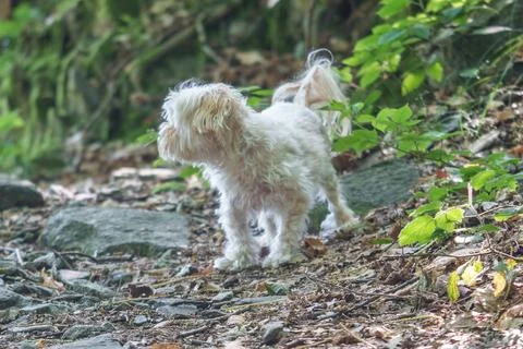 Small fluffy white dog exploring forest trail Stock Photos