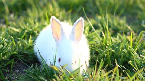 Small fluffy white rabbit eats grass in a meadow in the setting sun. Stock Footage 127376028
