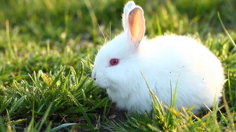 Small fluffy white rabbit eats grass in a meadow in the setting sun. Stock Footage 127376265