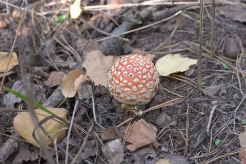 Small fly agaric, with the bright orange cap Stock Photos