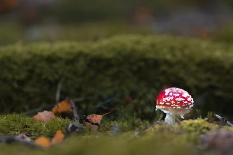 Small fly agaric on moss Foto stock