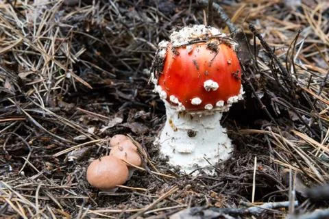Small fly agaric mushroom Stock Photos